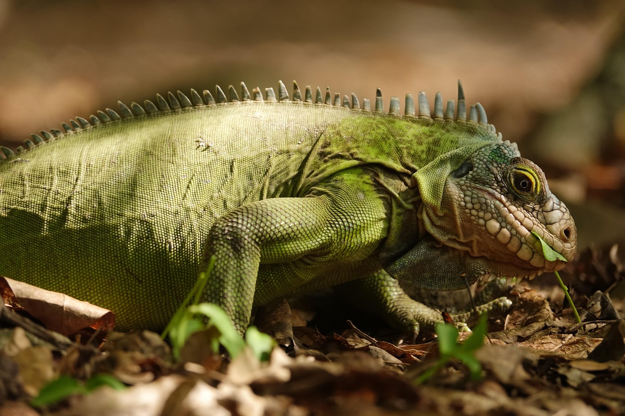 iguana, lesser antilles iguana, peyi iguana, reptile, lizard, islet chancel, chancel, island, caribbean, west indies, an