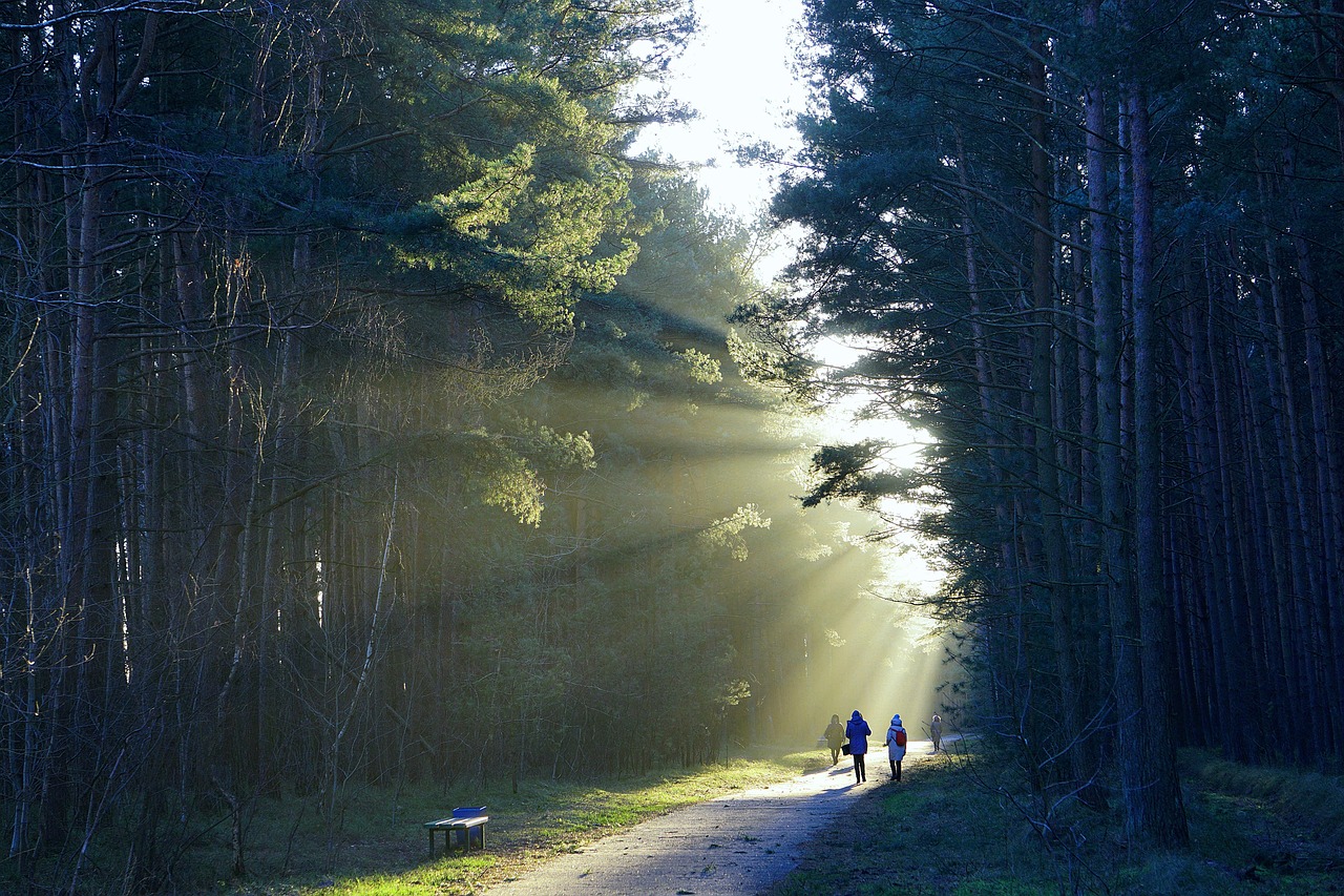 the path, forest, trees, sunlight, way, forest path, landscape, nature, go, the road in the forest, trail, outside, trac