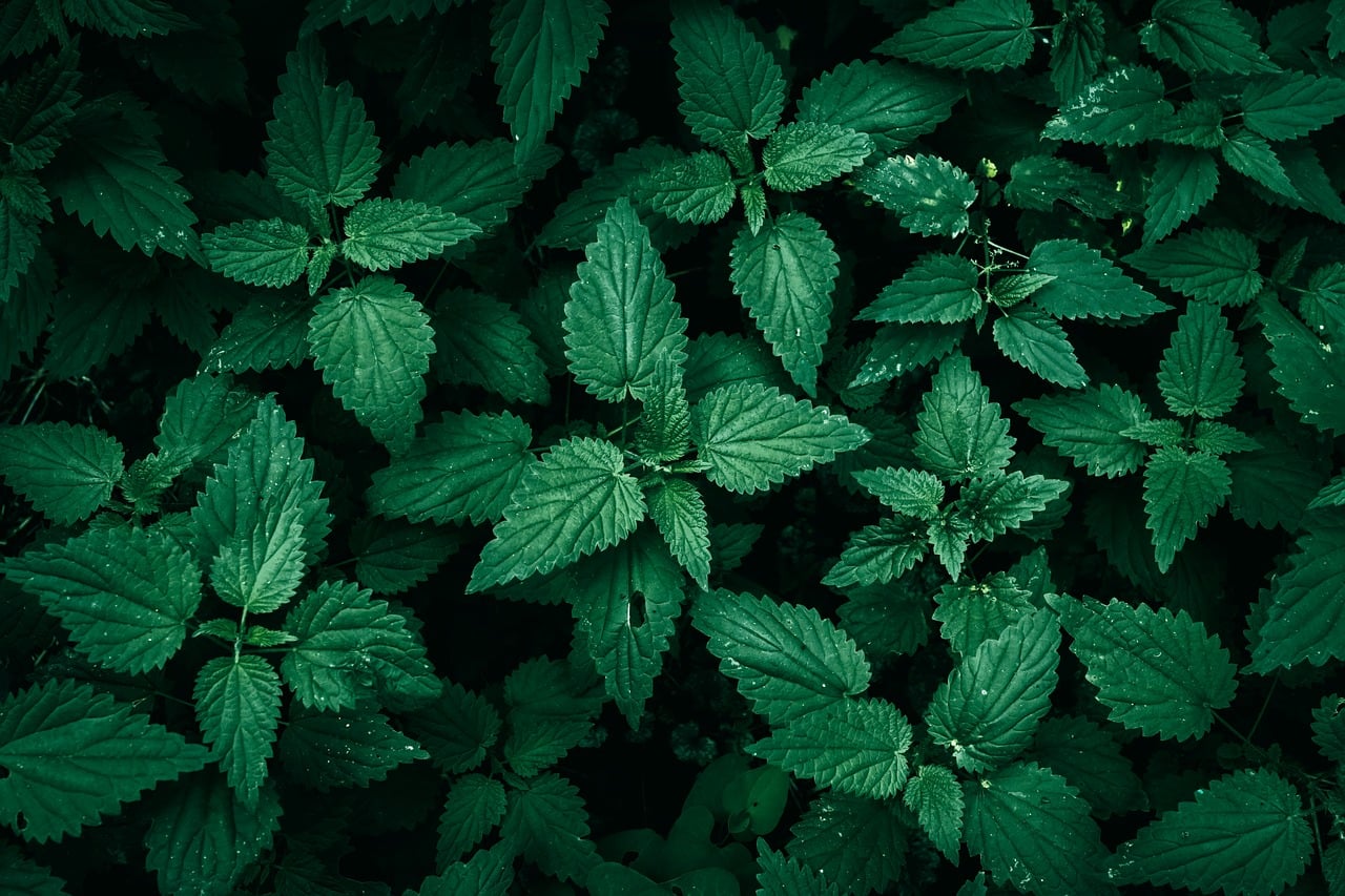 common nettle, 4k wallpaper, wallpaper hd, green leaves, dark green, full hd wallpaper, mac wallpaper, free background,