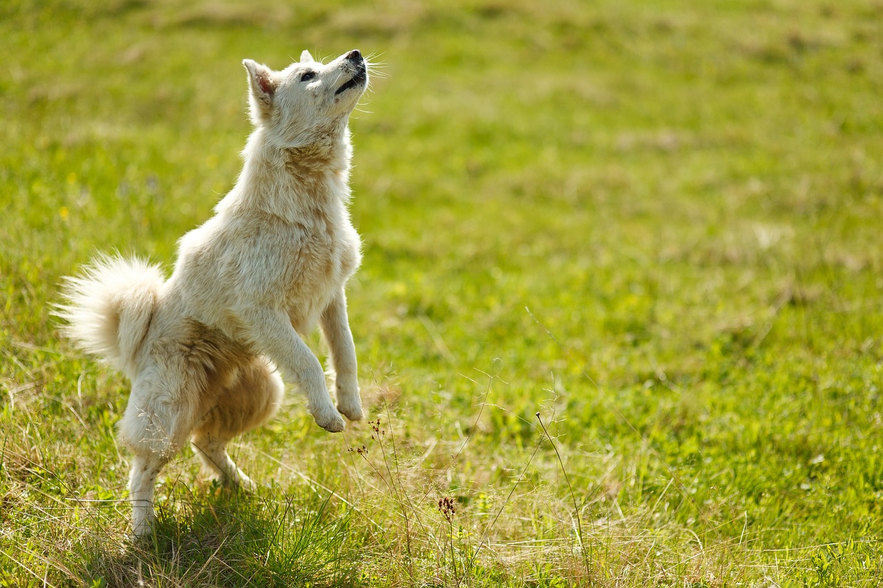 dog, animal, trick, bounce, pet, rack