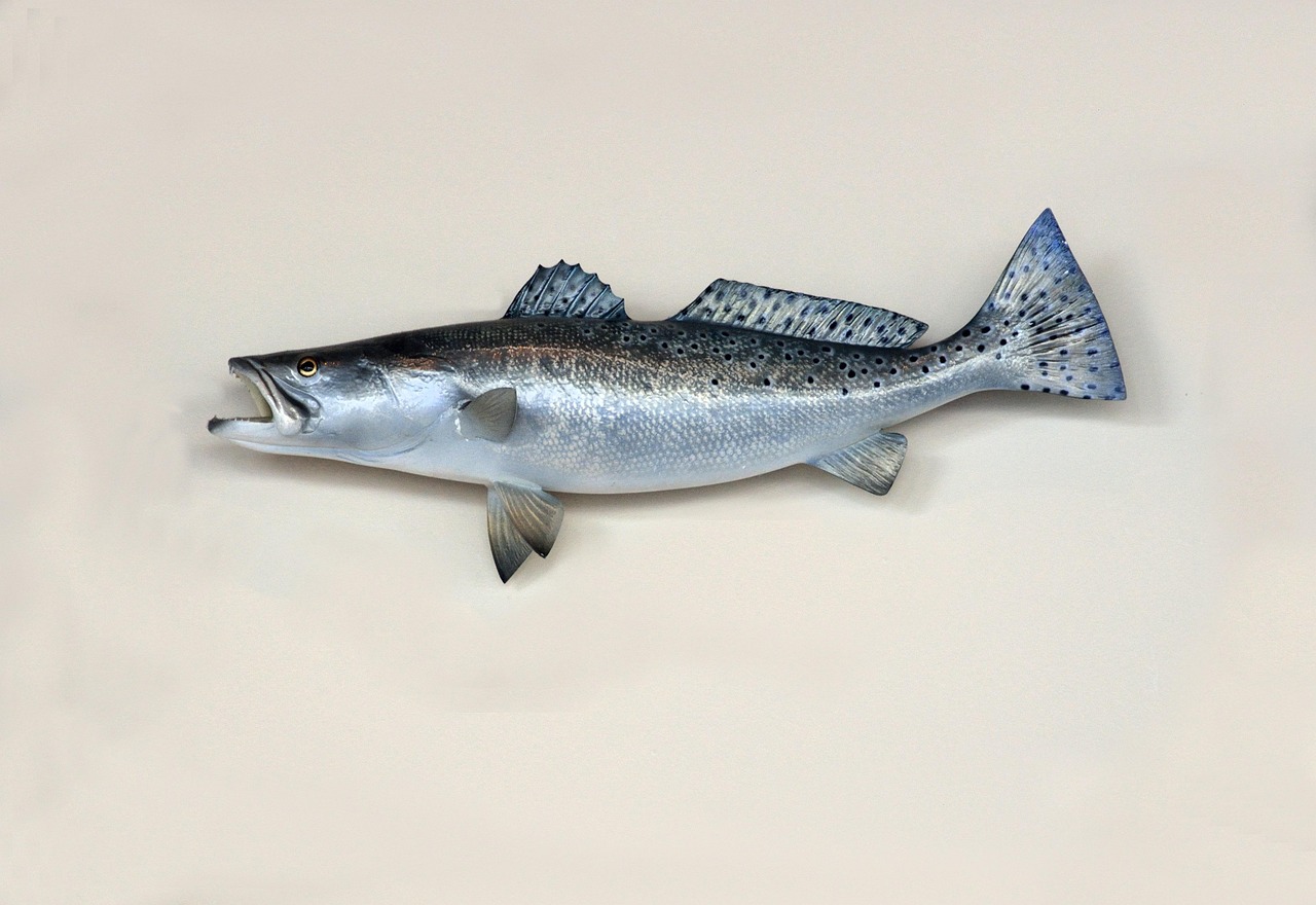 saltwater, sea trout, trout, fish, fishing, mounted, taxidermy, sea, salmon, catch, food, nature, seafood, animal, fishe