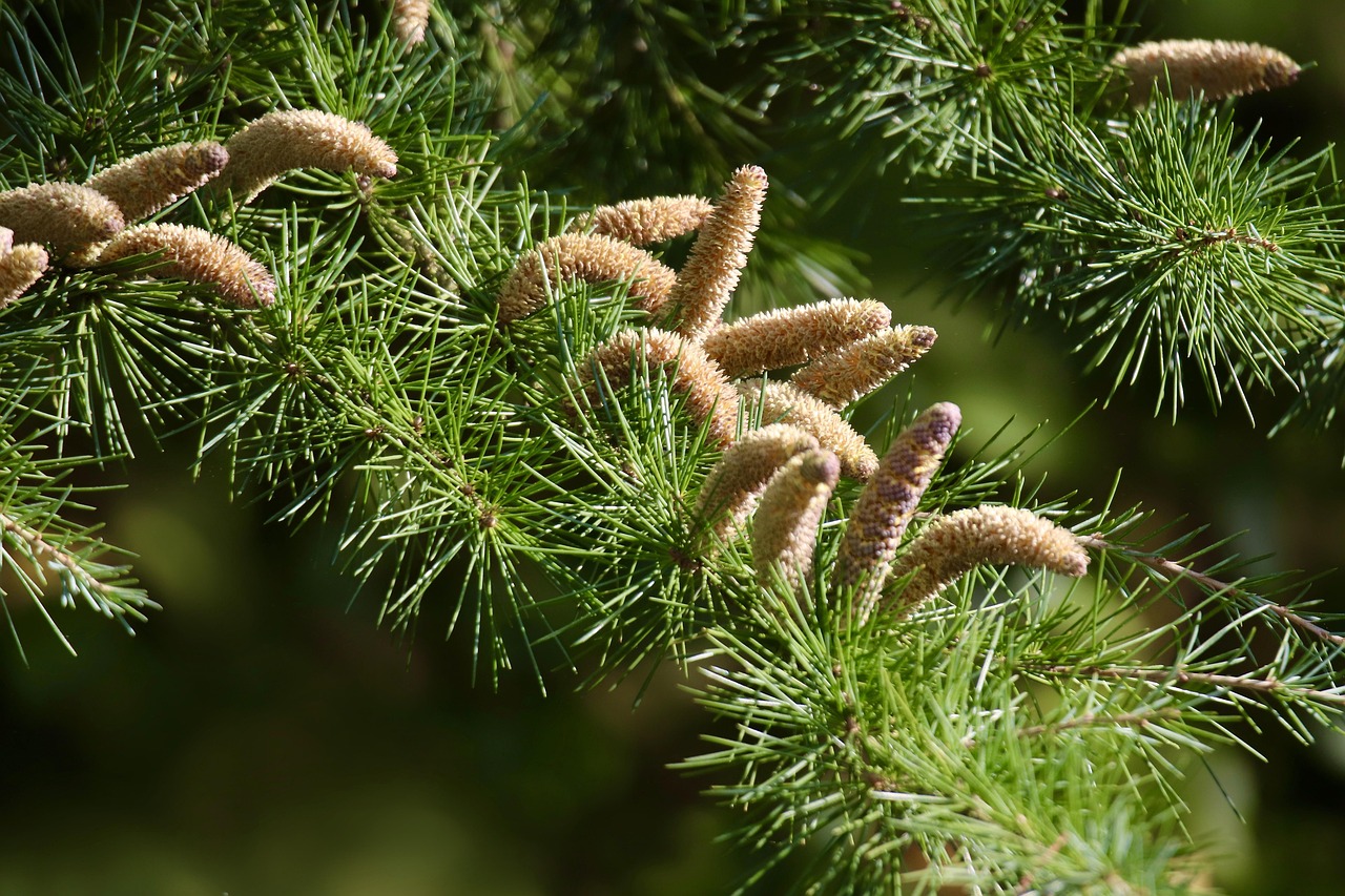 cedar, cedar cone, cedar needles, tree, cedrus, pine family, conifer, nature, branch, green