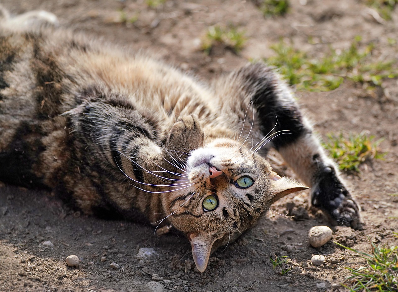 cat, desktop backgrounds, cool backgrounds, feline, nature, wallpaper 4k, free background, wallpaper hd, hd wallpaper, 4